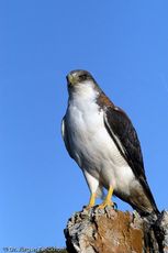 Rotrückenbussard (16 von 19).jpg